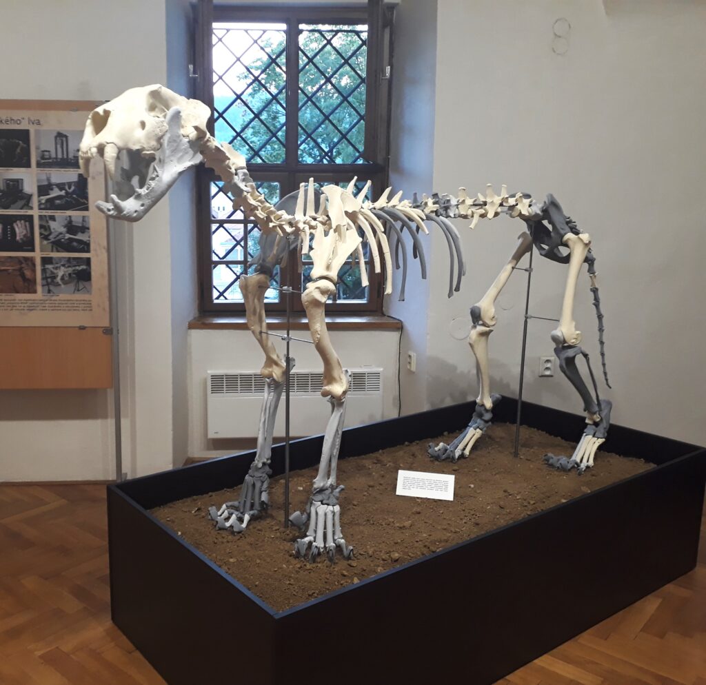Kostra pravekého leva vytlačena na 3D tlačiarni
